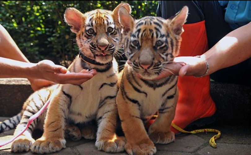 Ilustrasi anak Harimau Benggala. (SinPo.id/dok. BBKSDA Jabar)