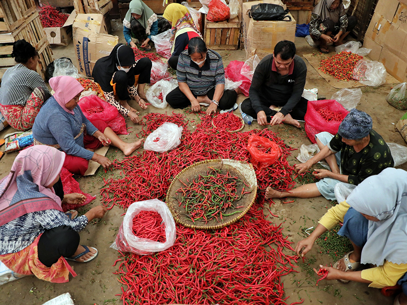 Ilustrasi pedagang sedang memilah cabai (SinPo.id/Ashar)