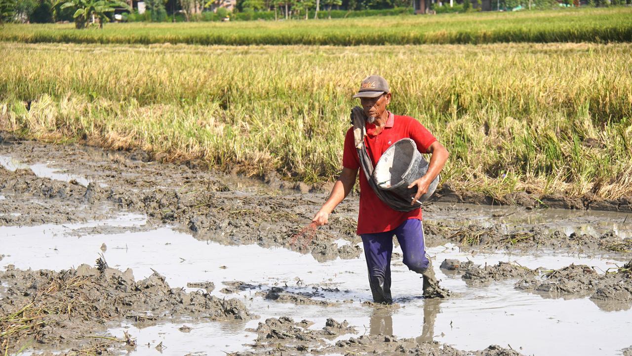 Ilustrasi petani sedang menggarap sawah. (SinPo.id/dok. Kementan)