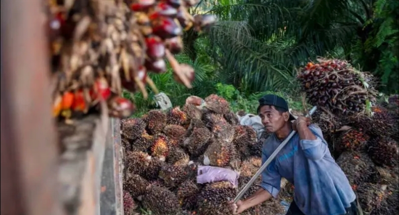 Petani sawit sedang mengangkat tandan buah segar (SinPo.id/ Dok. SawitKita)