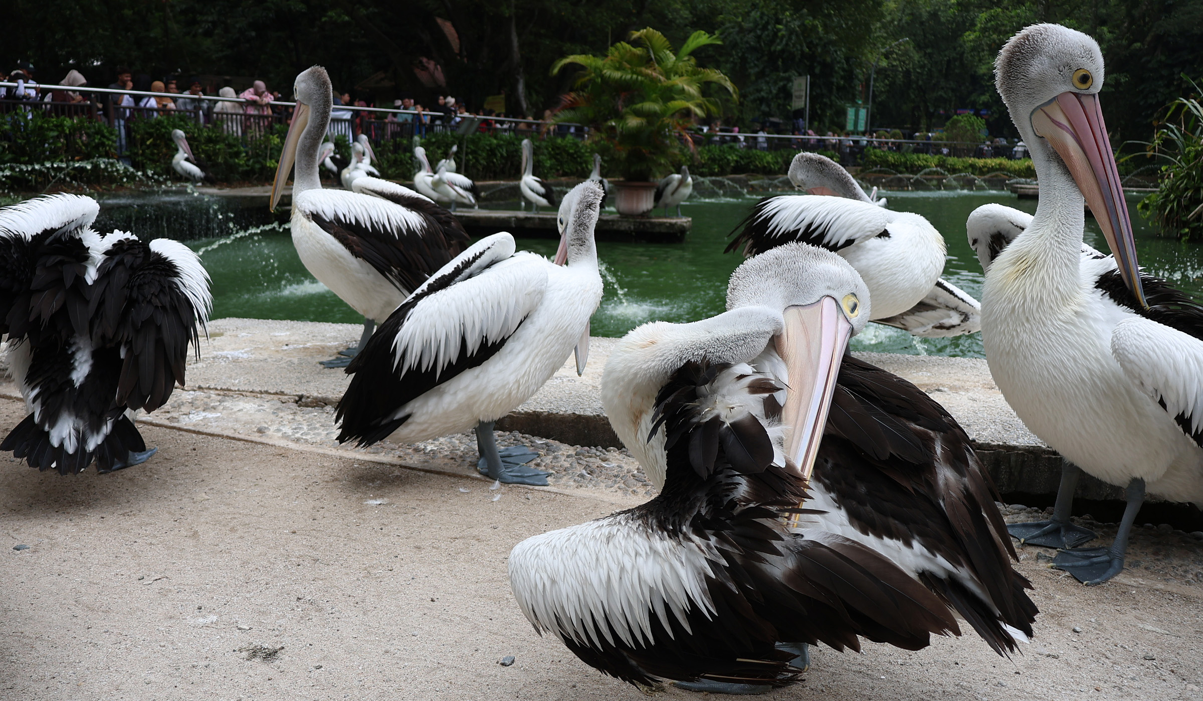 Suasana Taman Margasatwa Ragunan di Jakarta. (Agus Priatna/SinPo.id)