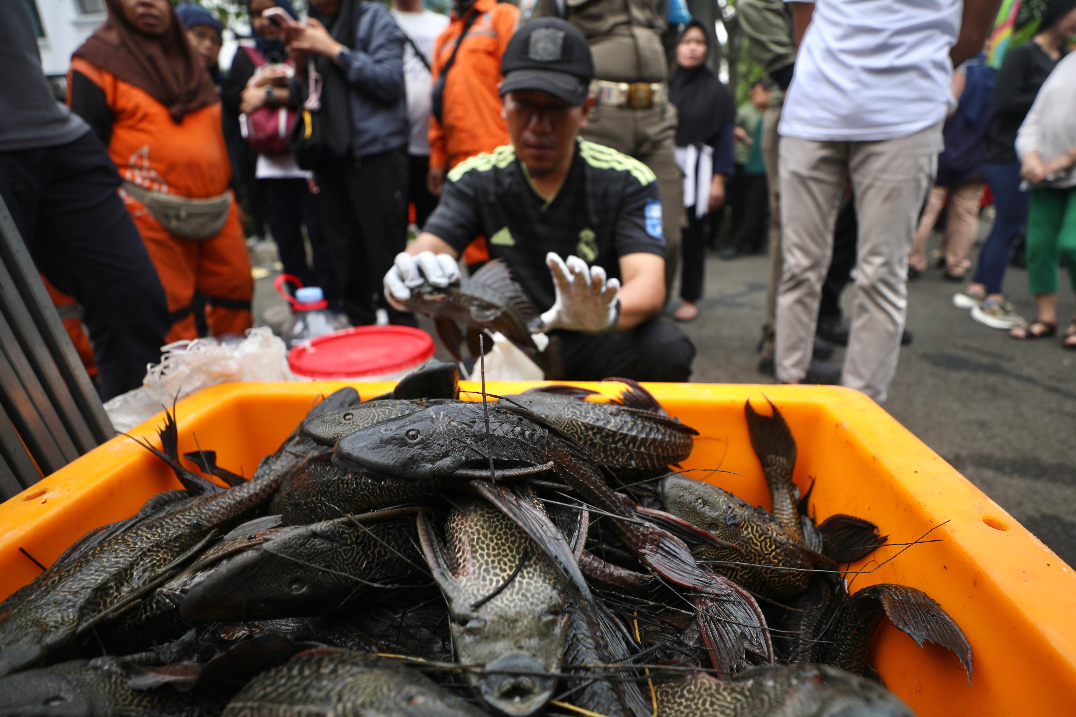 Hasil tangkapan ikan sapu-sapu di Jakarta (SinPo.id/Pemprov DKI Jakarta)