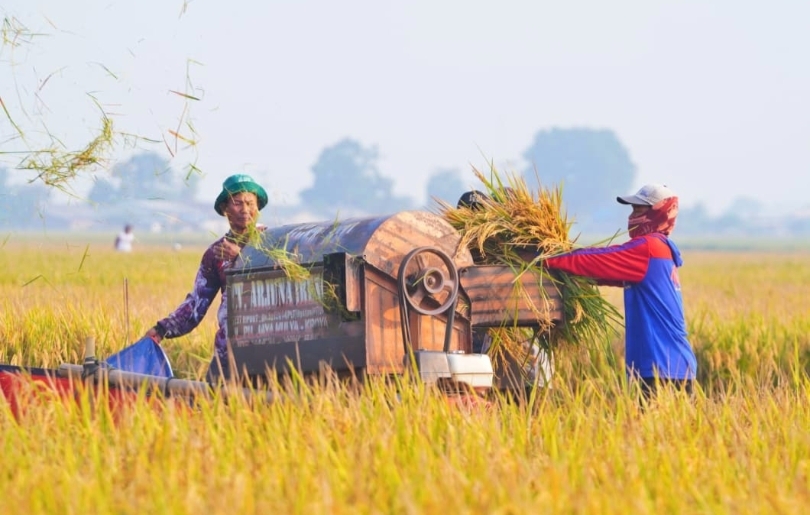 petani sedang memansn padi. (SinPo.id/dok. Bapanas)
