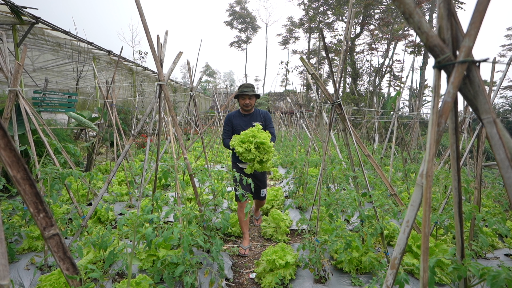 Petani Sayur Boyolali Temukan Harapan Baru Lewat MBG (SinPo.id/Bakom RI)