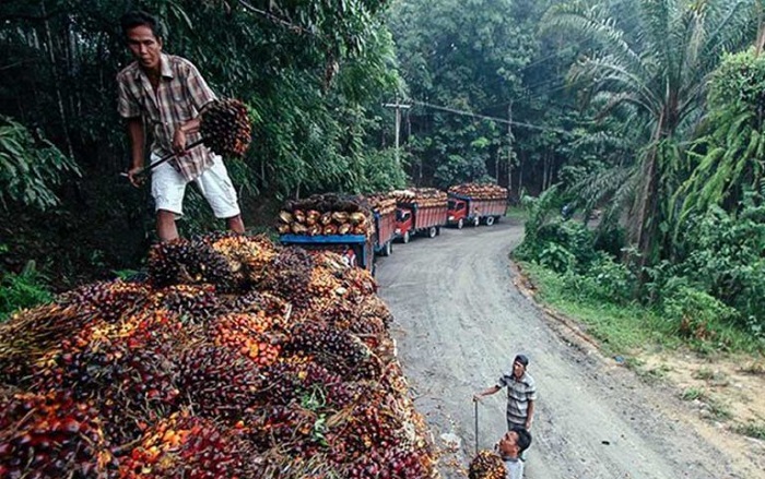 Petani sedang memasukkan buah sawit ke dalam truk (SinPo.id/ Dok. PPKS)