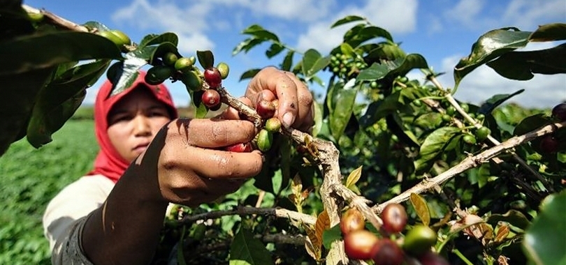 Ilustrasi petani sedang memetik biji kopi. (SinPo.id/dok. Kementan)