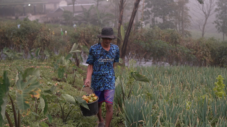 Kisah Petani Sayuran di Lereng Merapi: Penghasilan Melonjak Berkat Program MBG (SinPo.id/BakomRI)