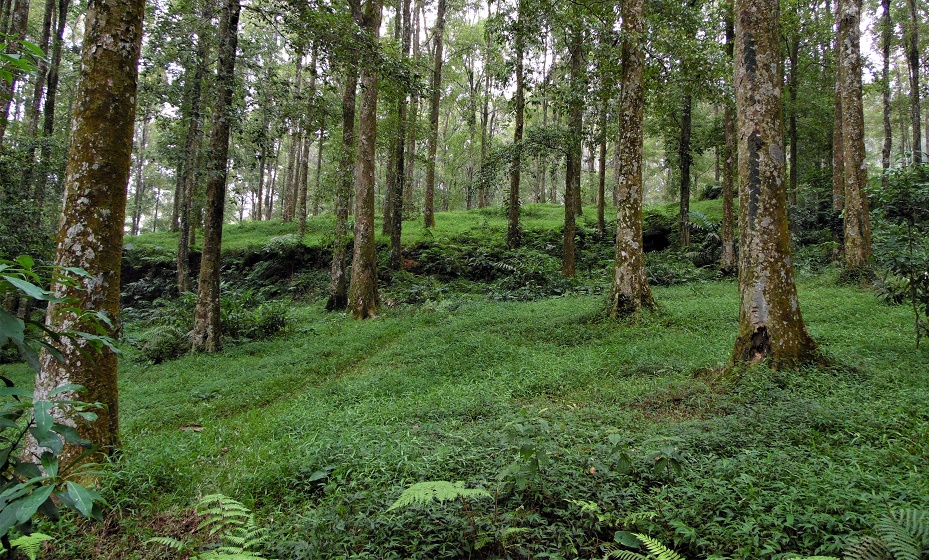 Ilustrasi lahan garapan hutan (SinPo.id/dok.Forest digest)