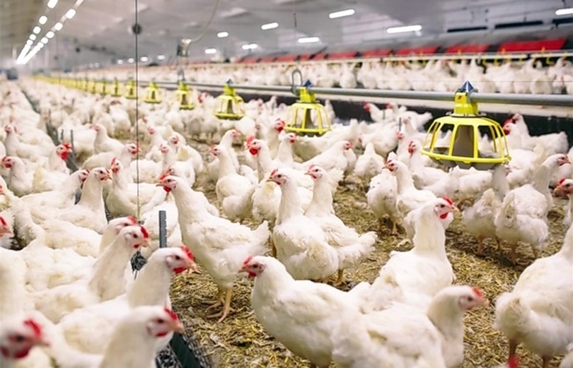 Ilustrasi peternakan ayam (SinPo.id/ Shutterstock)