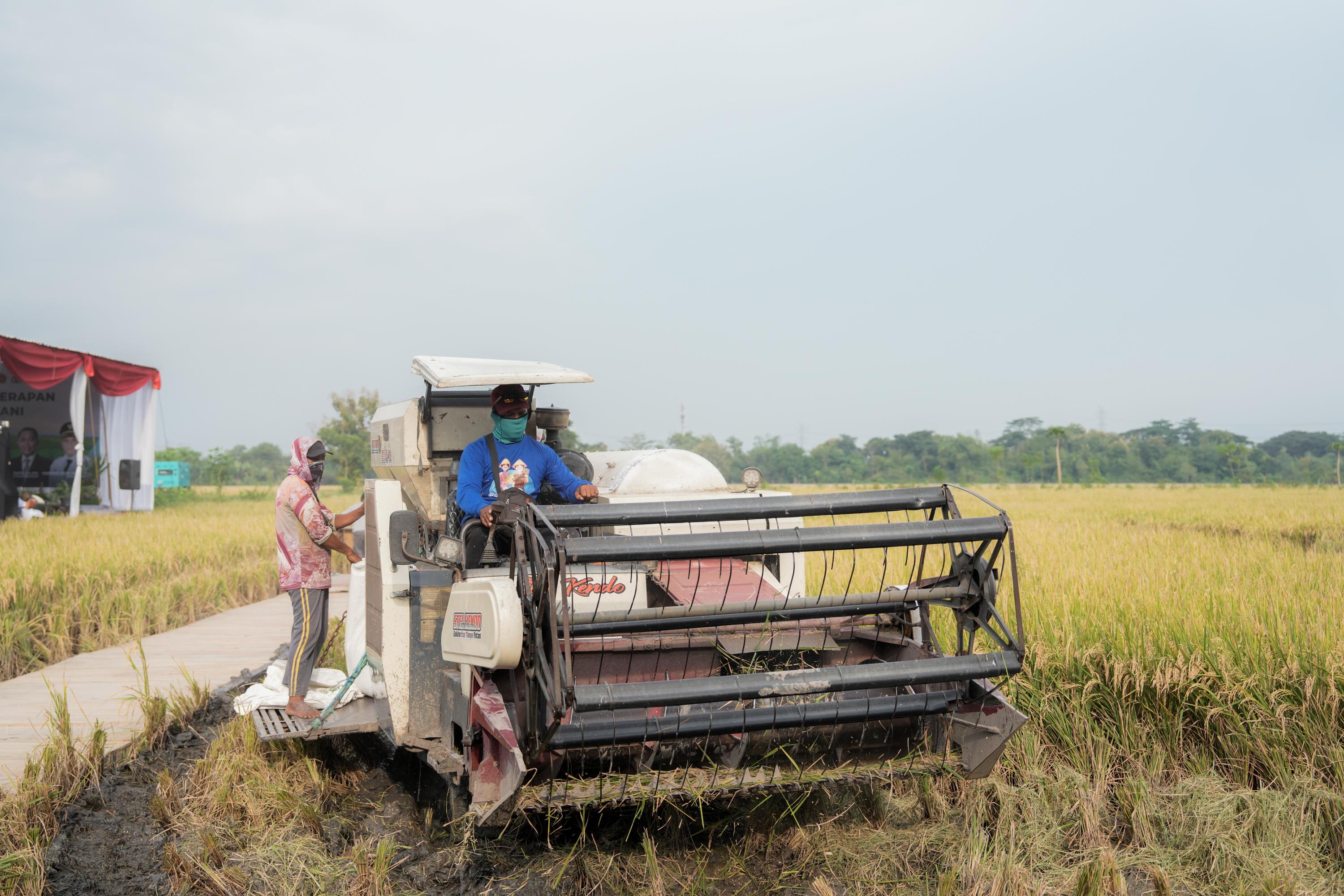 lustrasi para petani sedang panen padi (SinPo.id/ Dok. PCO)