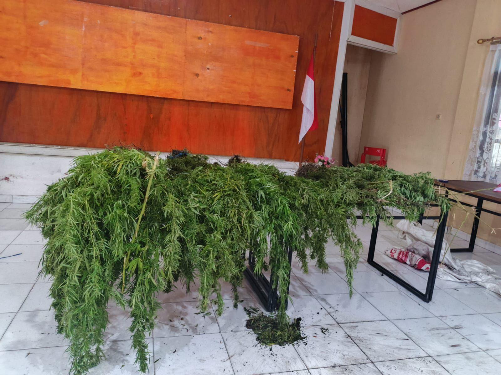 Batang ganja yang diamankan (SinPo.id/ Humas Polri)
