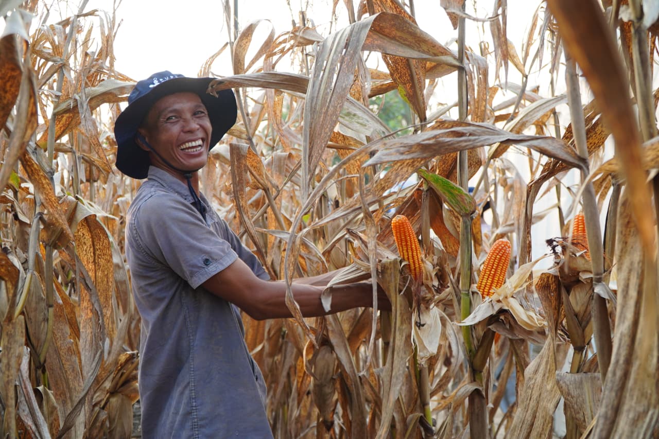 Ilustrasi Petani Jagung (SinPo.id/Bapanas)