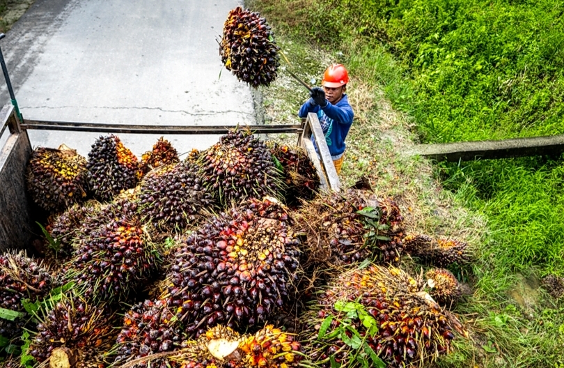 Ilustrasi petani sedang mengangkut buah tanda segar (SinPo.id/ Dok. BPDP)
