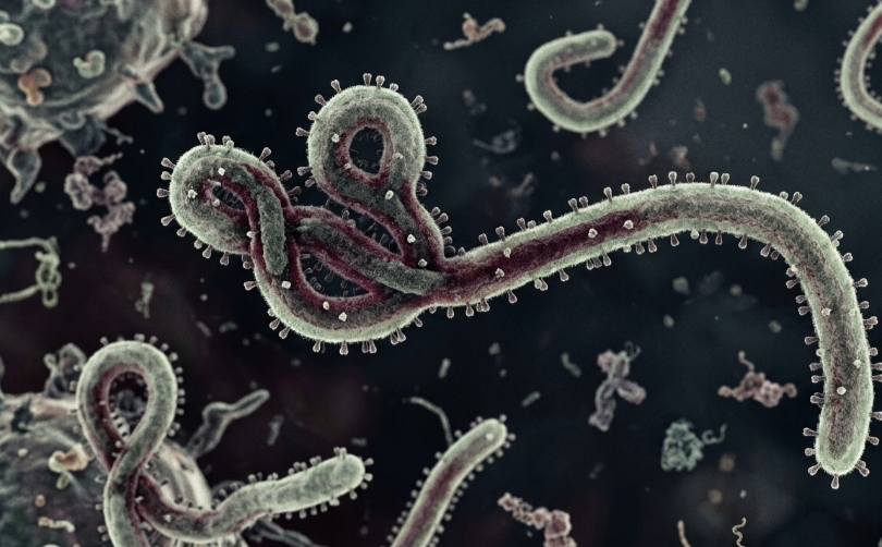 Ilustrasi virus Ebola (SinPo.id/ Dok. Kemenkes)