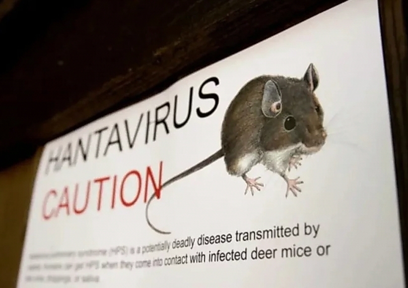 Ilustrasi hantavirus yang menyebar melalui hewan pengerat (SinPo.id/dok. BBC)