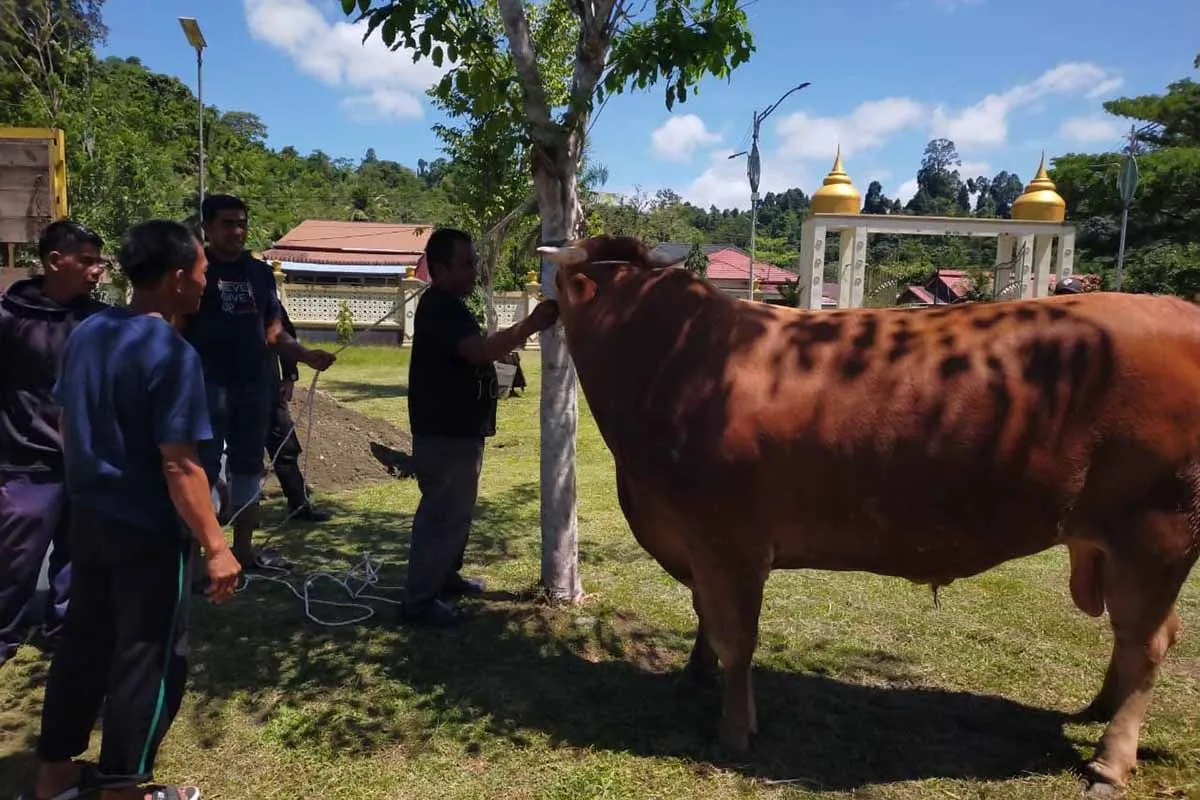 Sapi kurban Presiden RI Perbowo Subianto. (SinPo.id/Antara)