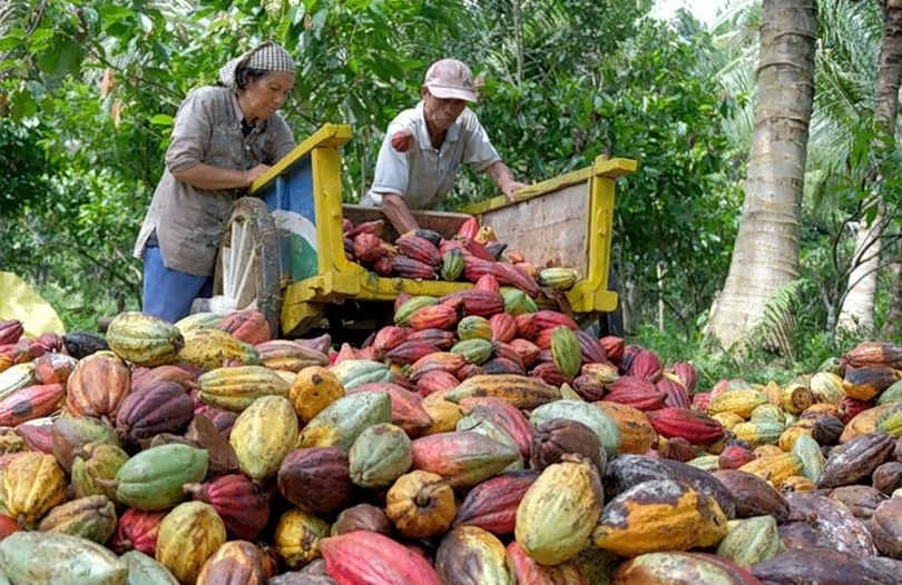 Ilustrasi petani kakao. (SinPo.id/Shutterstock)