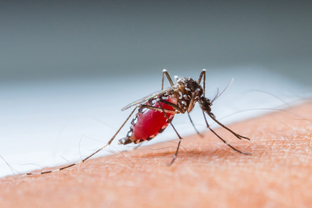 Ilustrasi nyamuk Aedes aegypti dan Aedes albopictus (SinPo.id/Honesdocs)