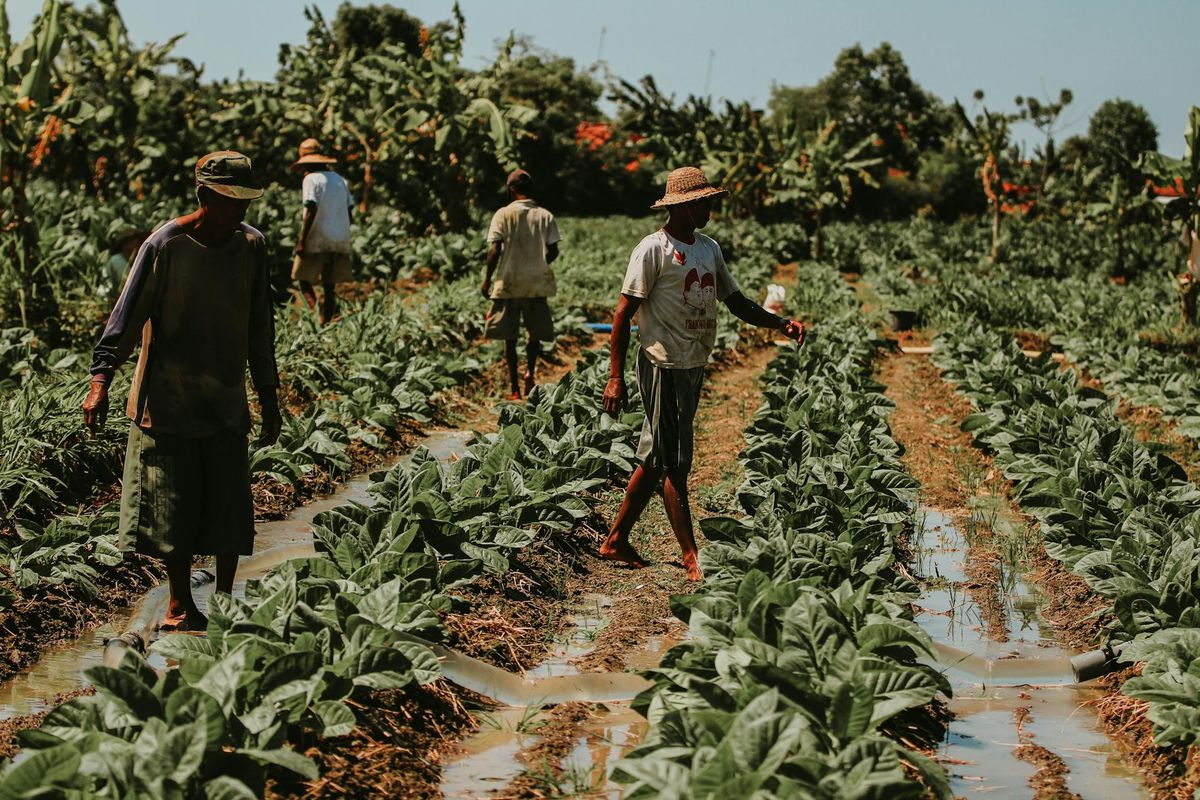 Ilustrasi petani tembakau.(SinPo.id/PEXELS/SETENGAH LIMA SORE)