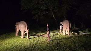 Gajah Sumatra (SinPo.id/ Dok. Kemenhut)