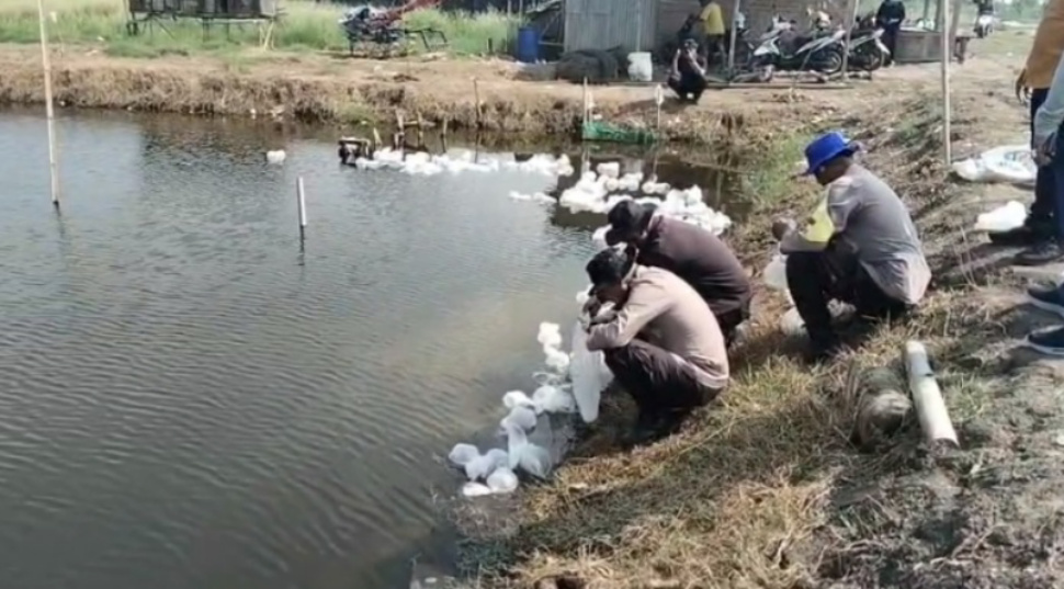 Penebaran benih udang windu di Muaragembong Bekasi (SinPo.id/Dok.PMJ)