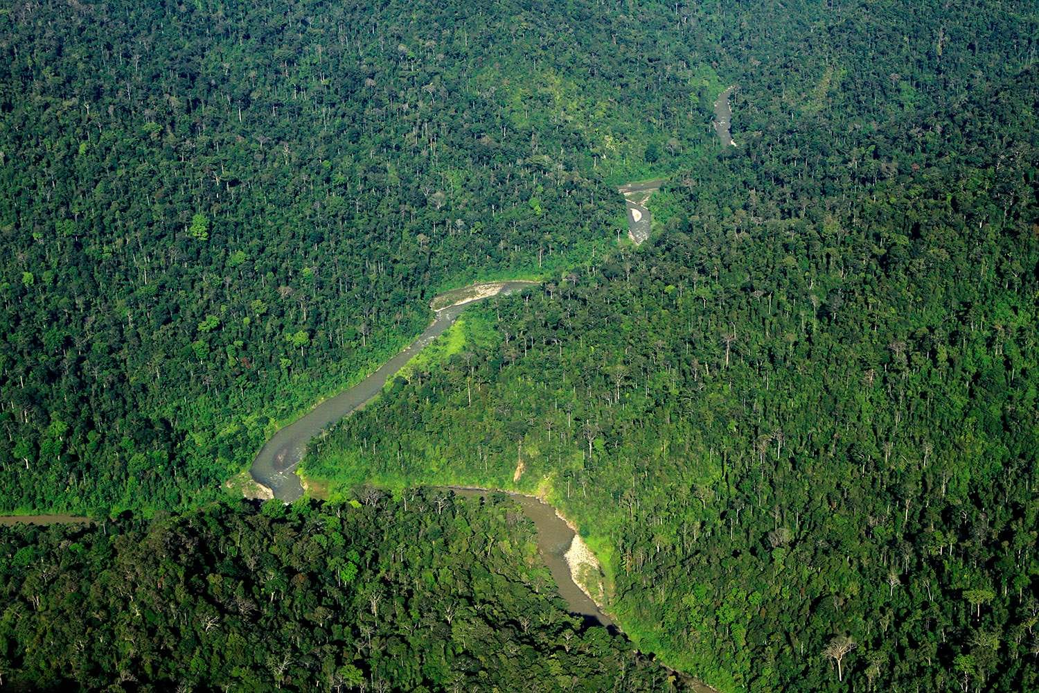 Kawasan hutan Papua Barat (Sinpo.id/dok: Pemprov Papua Barat)