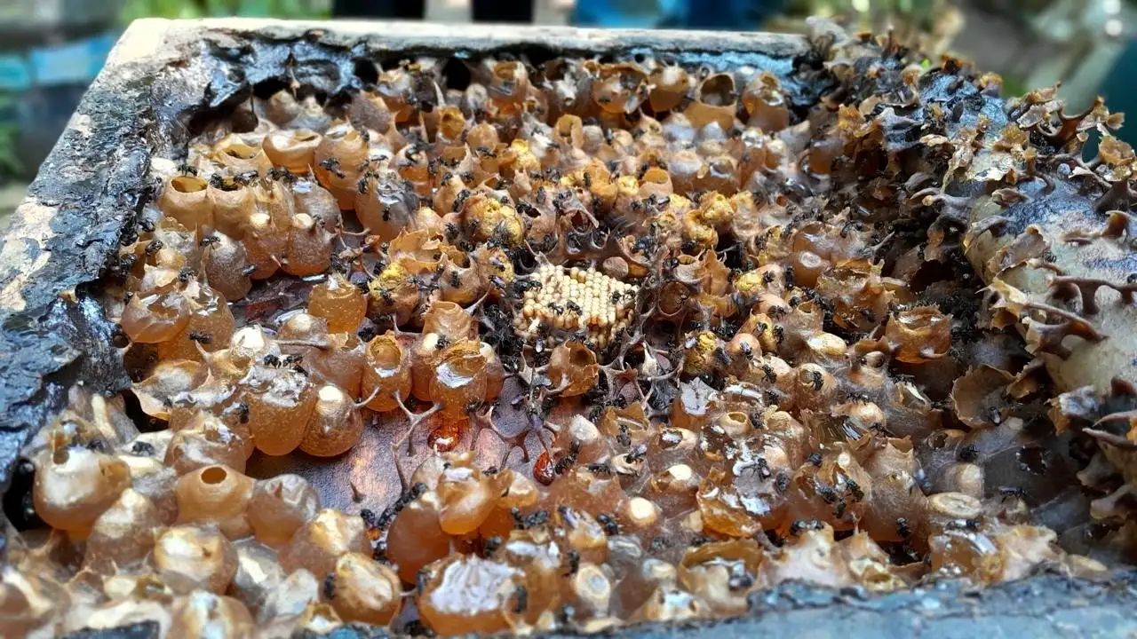 Iluatrasi sarang lebah (SinPo.id/BRIN)