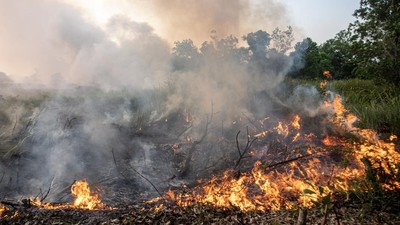 Karhutla di Taman Nasional Way Kambas, Komisi IV DPR Dorong Pemulihan Habitat Satwa