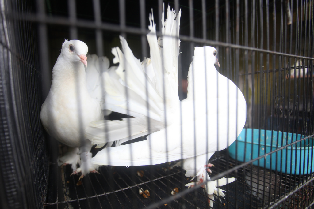 Pemkot DKI Jakarta Selatan berencana akan merelokasi para pedagang Pasar Burung Barito (Ashar/SinPo.id)