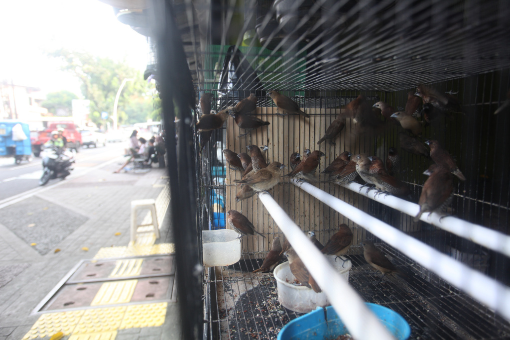 Pemkot DKI Jakarta Selatan berencana akan merelokasi para pedagang Pasar Burung Barito (Ashar/SinPo.id)