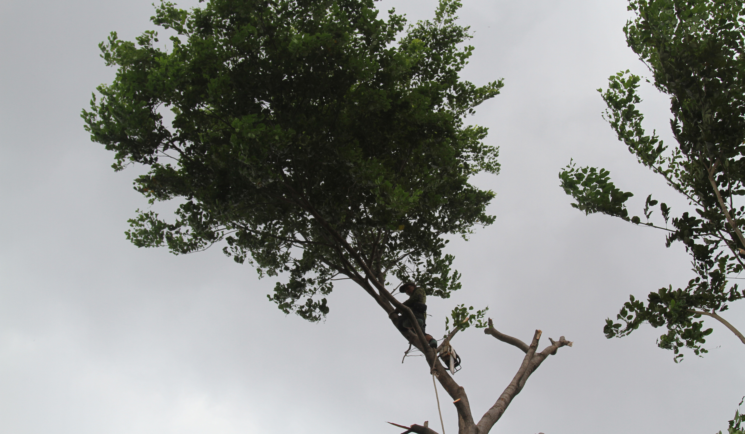 Pemangkasan pohon di jalan Otista Raya. (Agus Priatna/SinPo.id)