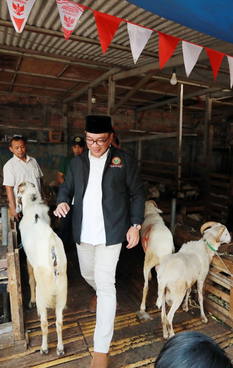 Bacagub Jakarta Ridwan Kamil melakukan kunjungan ke pasar ternak kambing dan sapi Tanah Abang dan akan melakukan revitalisasi nantinya jika terpilih sebagai Gubernur Jakarta (Ashar/SinPo.id)