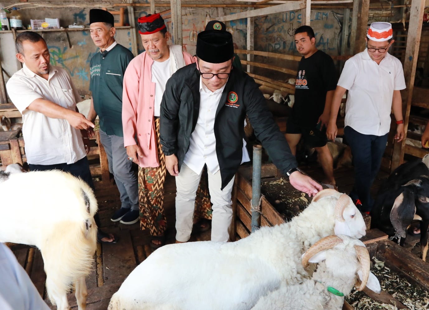 Bacagub Jakarta Ridwan Kamil melakukan kunjungan ke pasar ternak kambing dan sapi Tanah Abang dan akan melakukan revitalisasi nantinya jika terpilih sebagai Gubernur Jakarta (Ashar/SinPo.id)