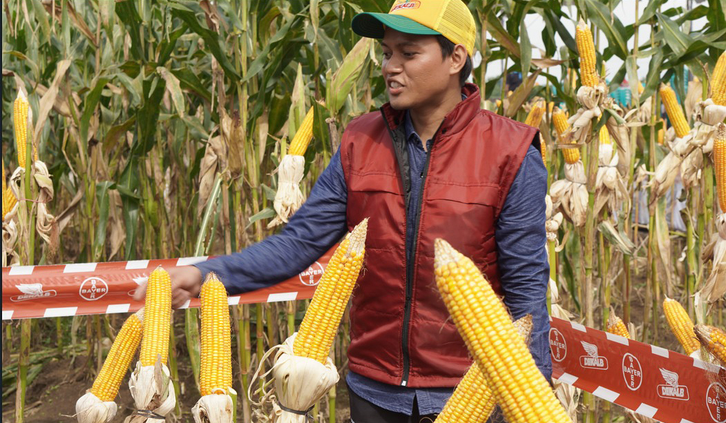Panen jagung varietas hibrida Dekalb DK19C ”Cantik” dan DK79C “Kuat di Grobogan dan Kendal, Jawa Tengah.