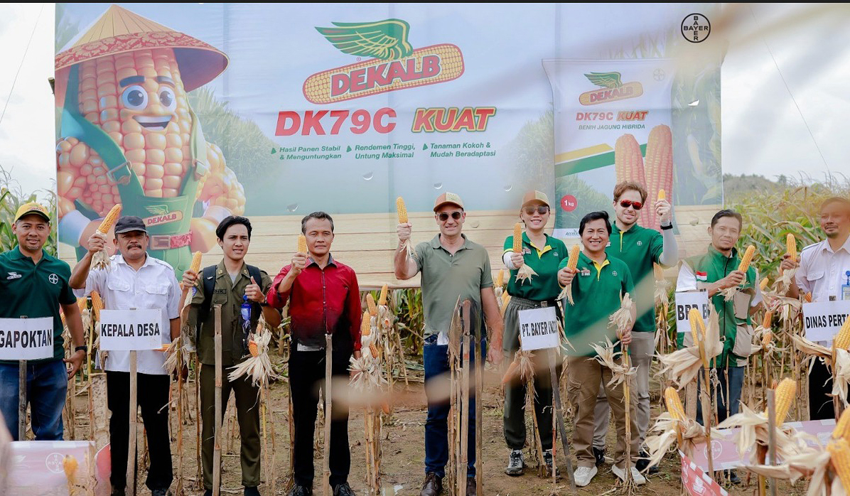 Panen jagung varietas hibrida Dekalb DK19C ”Cantik” dan DK79C “Kuat di Grobogan dan Kendal, Jawa Tengah.