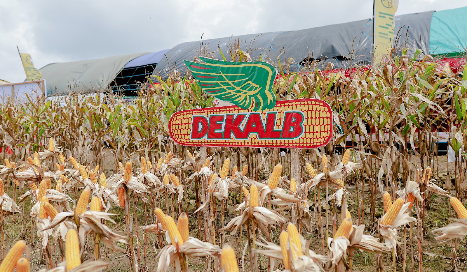 Panen jagung varietas hibrida Dekalb DK19C ”Cantik” dan DK79C “Kuat di Grobogan dan Kendal, Jawa Tengah.