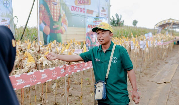 Panen jagung varietas hibrida Dekalb DK19C ”Cantik” dan DK79C “Kuat di Grobogan dan Kendal, Jawa Tengah.