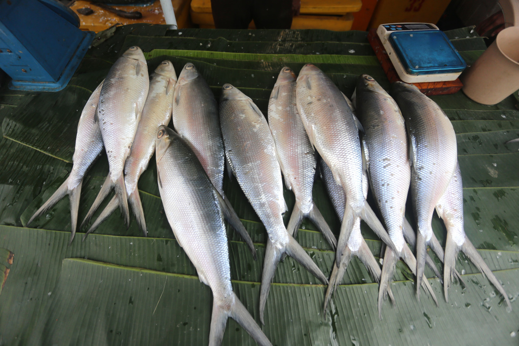 Menjelang hari perayaan Imlek 2577 warga berburu ikan bandeng jumbo di Rawa Belong (Ashar/SinPo.id)