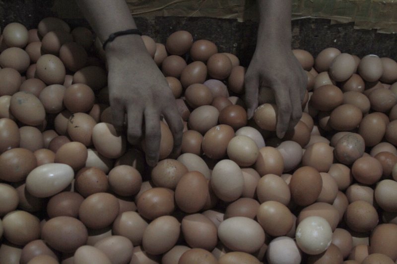 Harga telur ayam semakin tinggi tembus Per-kilogram Rp 30.000 (Ashar/SinPo.id)