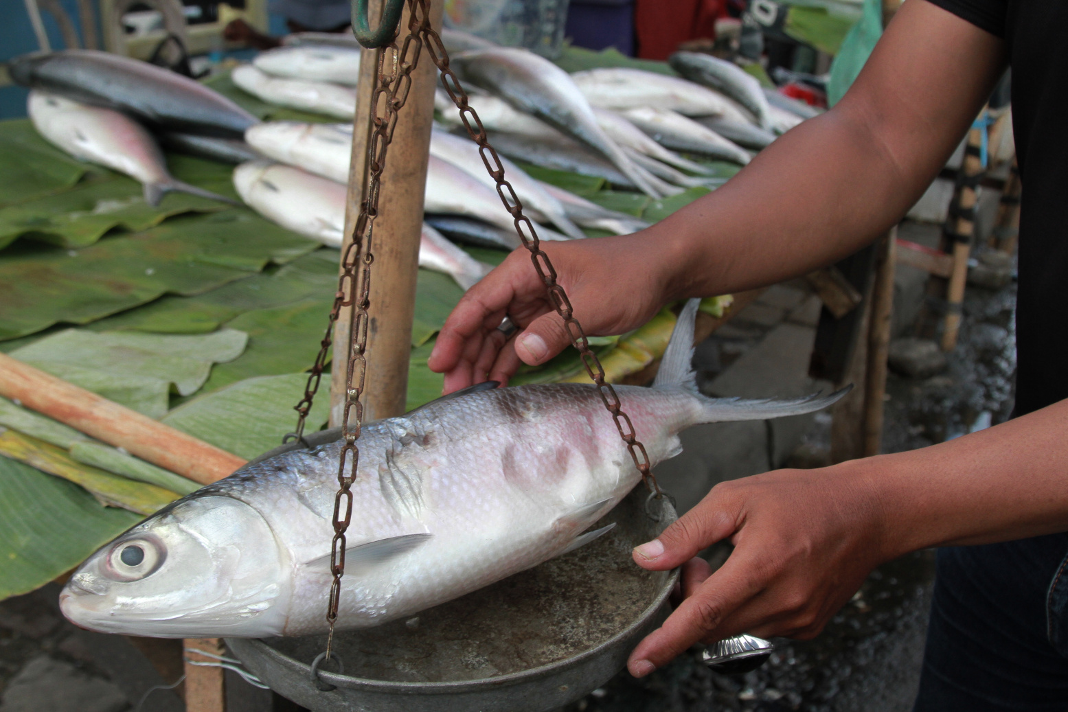 Pedagang musiman Ikan Bandeng Jumbo khas Rawa Belong menjelang perayaan tahun baru Imlek (Ashar/SinPo.id)