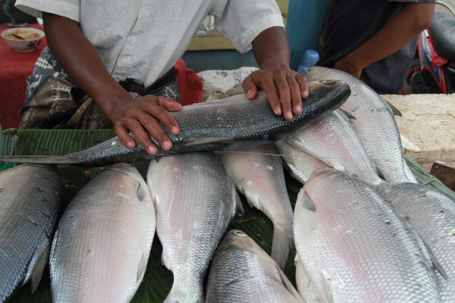 Pedagang musiman Ikan Bandeng Jumbo khas Rawa Belong menjelang perayaan tahun baru Imlek (Ashar/SinPo.id)