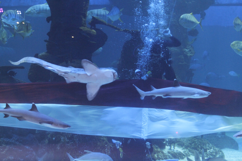 Jakarta Aquarium & Safari gelar pengibaran bendera Merah Putih terpanjang 25 meter dan lomba tarik tambang di bawah laut (Ashar/SinPo.id)