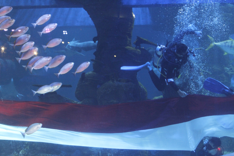 Jakarta Aquarium & Safari gelar pengibaran bendera Merah Putih terpanjang 25 meter dan lomba tarik tambang di bawah laut (Ashar/SinPo.id)