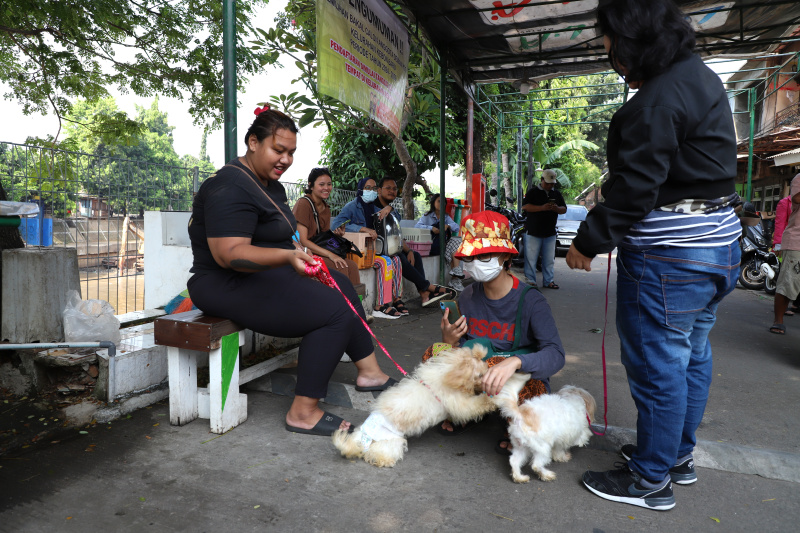 Petugas ketahanan pangan kelautan dan pertanian Kecamatan Tebet di Kantor Sekretariat RW 02 Kebon Baru menggelar vaksinasi rabies gratis (Ashar/SinPo.id)