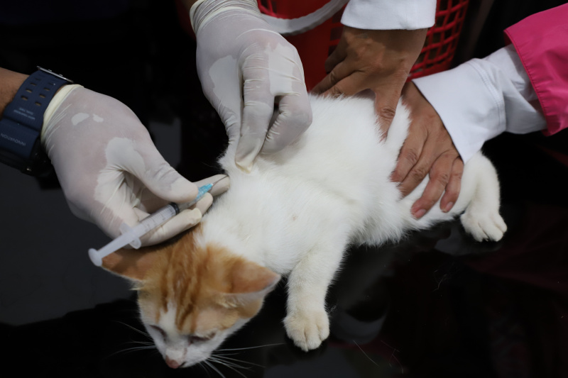 Petugas ketahanan pangan kelautan dan pertanian Kecamatan Tebet di Kantor Sekretariat RW 02 Kebon Baru menggelar vaksinasi rabies gratis (Ashar/SinPo.id)