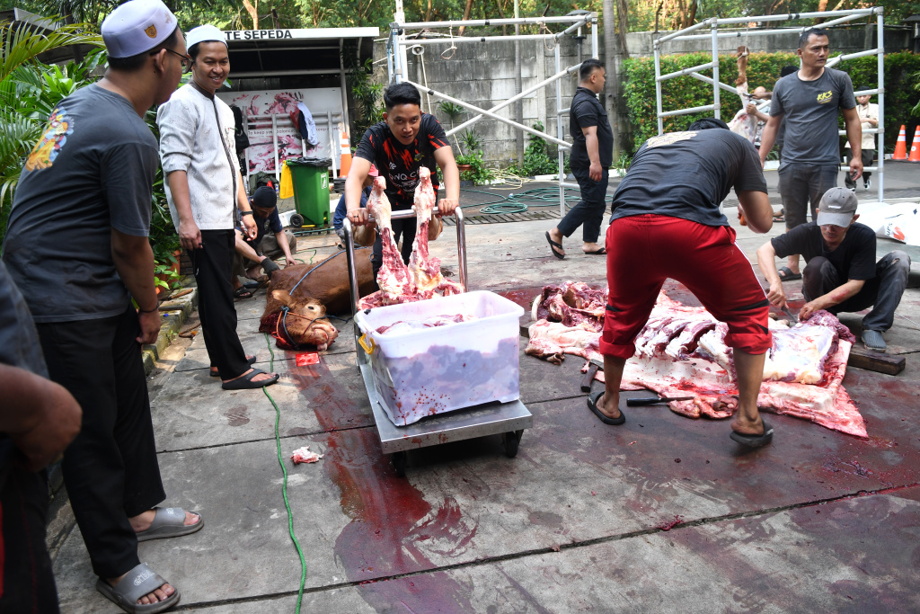 KPK Salurkan 8 ekor sapi Idul Adha 1447 H (Ashar/SinPo.id)
