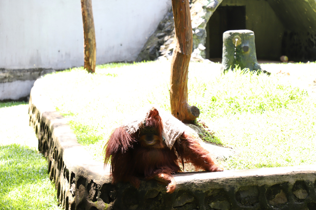 Pengunjung antusias menyaksikan antraksi Feeding Gorila atau memberikan makan untuk Gorila yang dihiasi ornamen Natal di Ragunan Zoo (Ashar/SinPo.id) (