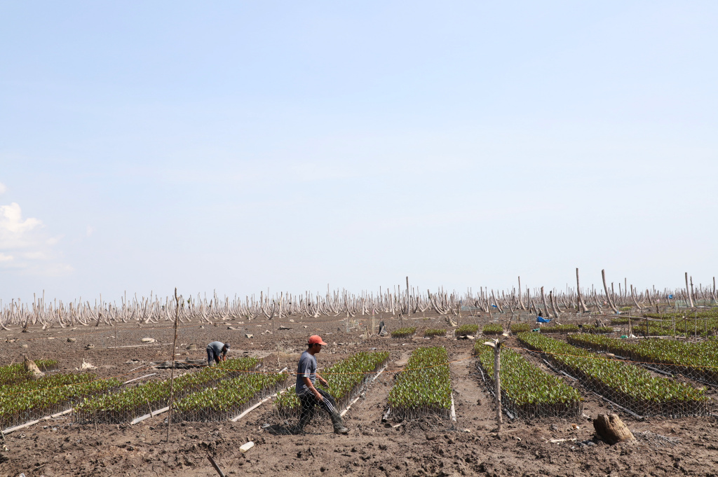 M4CR (Mangroves For Coastal Resilience) menanam mangrove dan rehabilitasi mangrove di Desa Kualat Selat (Ashar/SinPo.id)