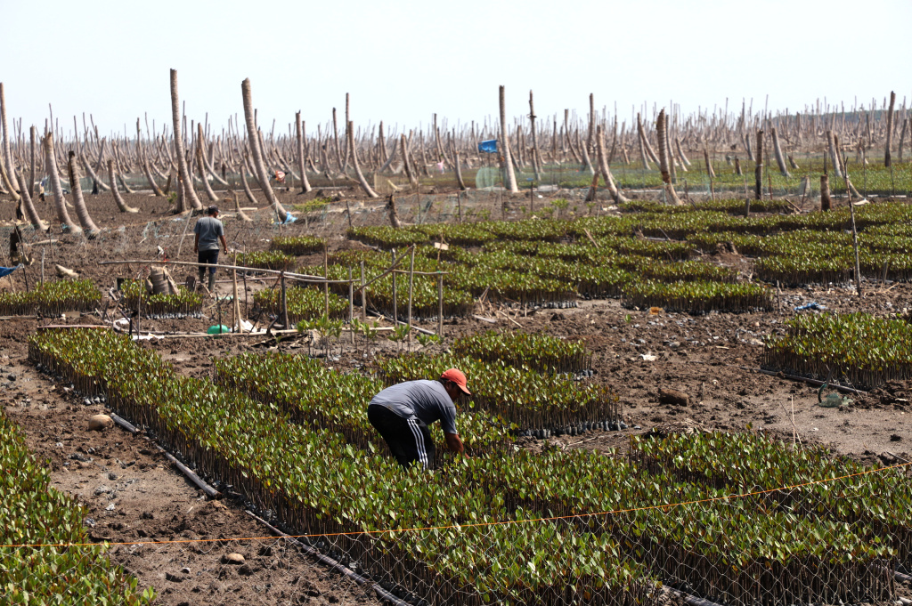 M4CR (Mangroves For Coastal Resilience) menanam mangrove dan rehabilitasi mangrove di Desa Kualat Selat (Ashar/SinPo.id)