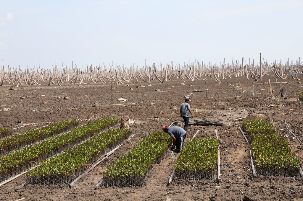M4CR (Mangroves For Coastal Resilience) menanam mangrove dan rehabilitasi mangrove di Desa Kualat Selat (Ashar/SinPo.id)